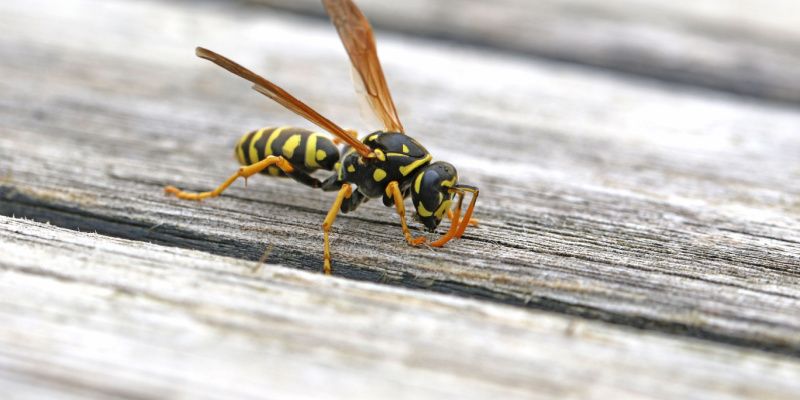 Center Moriches, NY Wasp and Hornet Control Experts