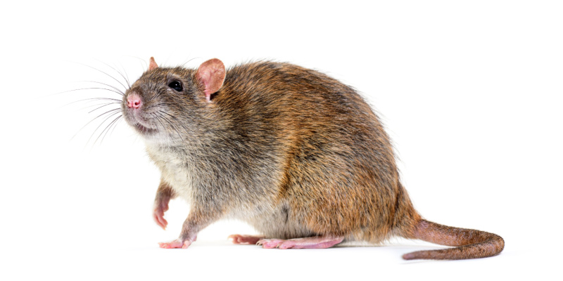 What Should I Do If I Saw a Rat in My Home?