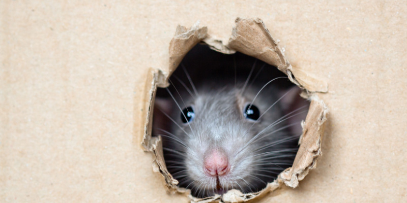 Rodent Problems for Long Island Homeowners